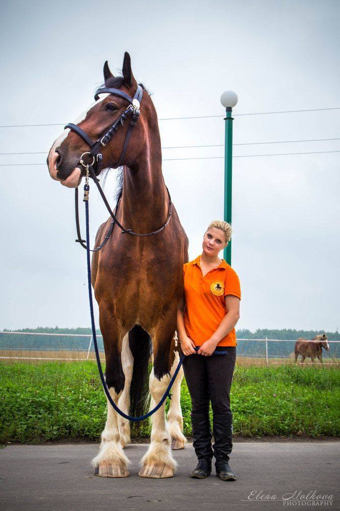 Admiral. Shire stallion (185 sm, 18.3 hands), that is a big horse